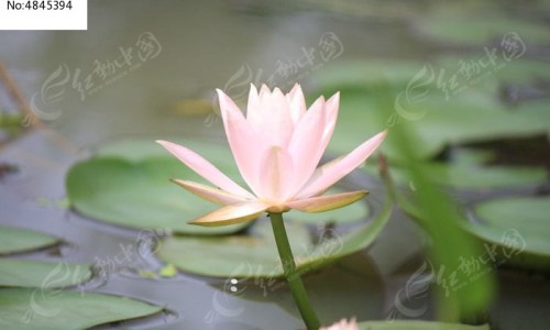 川芎茶调颗粒的功效与作用和主治与用量-权威川芎茶调颗粒的功效与作用是什么?适合哪些人群服用?平台,分享专业川芎茶调颗粒的功效与作用禁忌知识_川芎茶调颗粒的功效与作用网