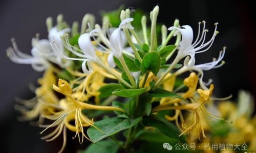 川芎茶调颗粒的功效与作用和主治与用量-权威川芎茶调颗粒的功效与作用是什么?适合哪些人群服用?平台,分享专业川芎茶调颗粒的功效与作用禁忌知识_川芎茶调颗粒的功效与作用网