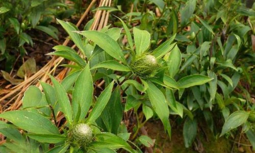 权威川芎茶调颗粒的功效与作用是什么?适合哪些人群服用?平台,分享专业川芎茶调颗粒的功效与作用禁忌知识_川芎茶调颗粒的功效与作用网